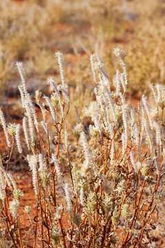 Ptilotus exaltatus, tall mulla mulla,