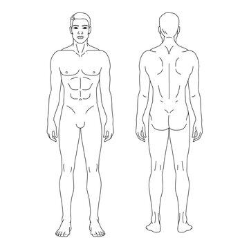 Minimalist male body anatomy template showing front and back views of the human figure. Clean outline vector illustration suitable for medical education, fitness guides, anatomy studies, physiotherapy