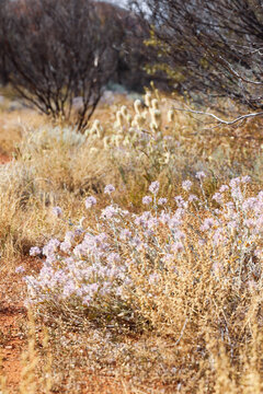 Ptilotus exaltatus, tall mulla mulla,