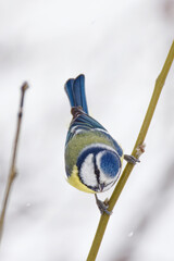 la mésange bleue © Olympixel