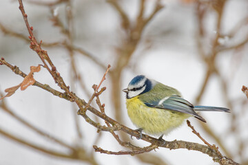 la mésange bleue © Olympixel