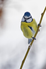 la mésange bleue © Olympixel