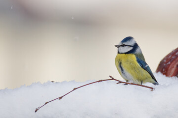 la mésange bleue © Olympixel