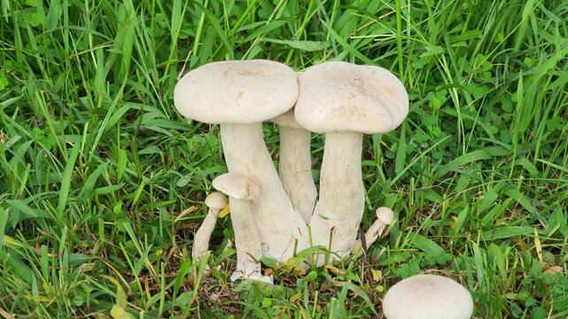 Wild Mushroom on the Ground