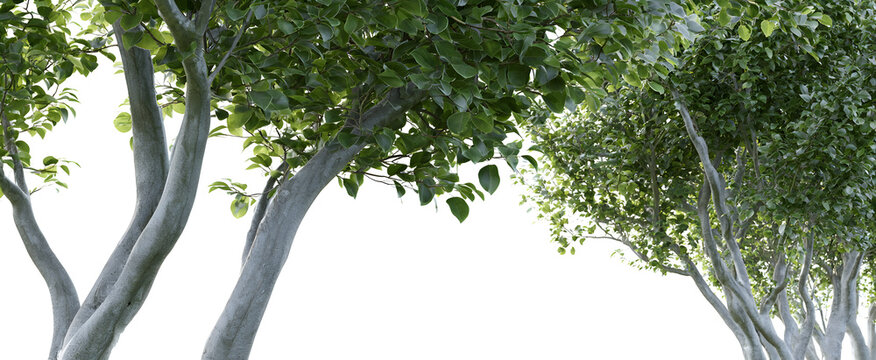 The urban Ficus benjamina trees viewed from the side on a white background.