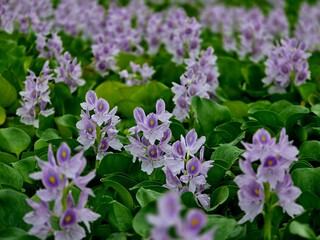Obraz premium Water hyacinth flower bloom in a pond.Pontederia crassipes (formerly Eichhornia crassipes), commonly known as common water hyacinth, is aquatic plant .Anecdotally,it is known as the 