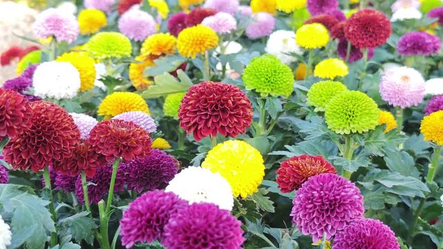 Beautiful Multicolored Aster Flowers