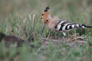 Eurasian Hoopoe (Upupa epops) in Japan © feathercollector