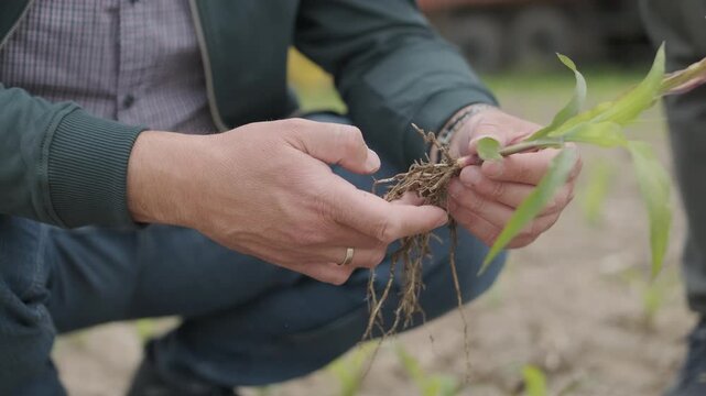 Close-up low angle view of dry, cracked earth with young green corn seedlings struggling to grow. A farmer's shoe and a metal farming tool are visible in the blurred background.