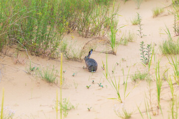 Obraz premium Brown hare in its natural habitat. Sarykum Dune, Dagestan.