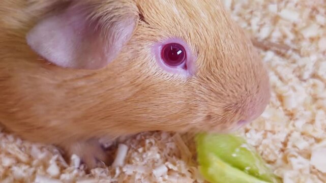 Pet guinea pig happily eats green vegetable on wood chips