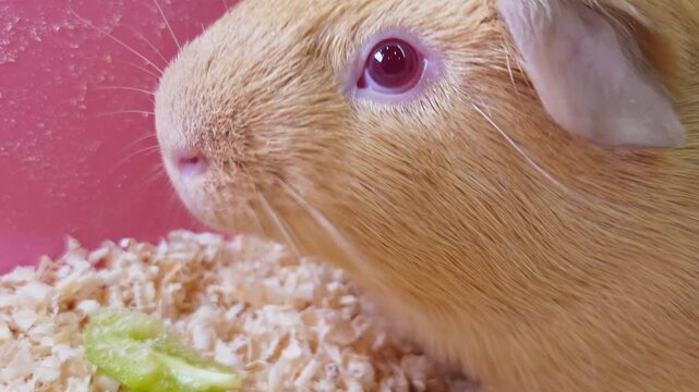 Sweet guinea pig eats a leafy green snack in its home