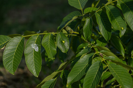 Leaf Galls on Walnut Tree Leaves in a Productive Walnut Orchard