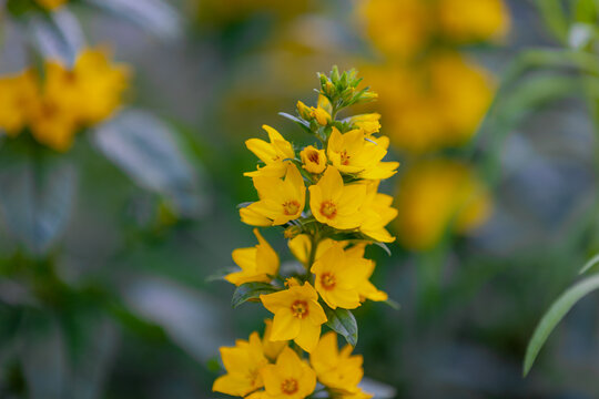Selective focus of yellow flowers in the garden, Lysimachia punctata, the dotted or spotted loosestrife flower, is a flowering plant species in the family Primulaceae, Natural floral background