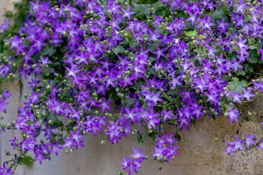 Selective focus of purple, violet or deep blue Campanula poscharskyana flower in garden, the Serbian bellflower or trailing bellflower, Its lavender-blue star-shaped flowers, Natural floral background