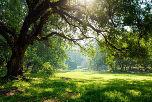 Sunlight filters through the dense canopy of large trees, illuminating a lush grassy clearing in a quiet forest. 