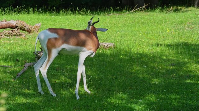 Dama gazelle, Gazella dama mhorr or mhorr gazelle is a species of gazelle. Lives in Africa in the Sahara desert and the Sahel, browses on desert shrubs and acacia and it eats rough grasses in drought