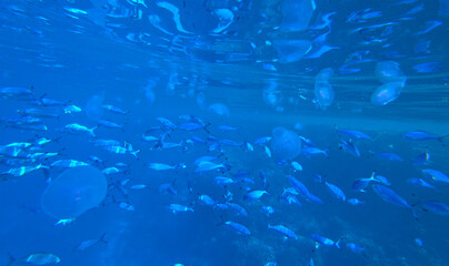 beautiful coral reef, fish and jellyfish © Happy monkey