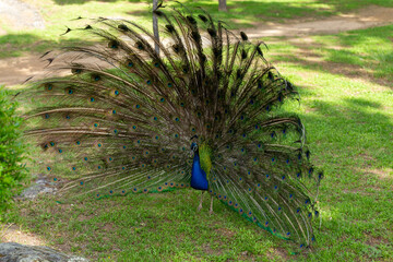 Obraz premium Male Indian peacock Pavo cristatus displaying fully opened tail feathers with vibrant iridescent eyespots on green park grass