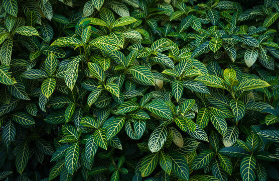 Leaves with yellow veins sanchezia speciosa. Tropical zebra plant foliage close up background 