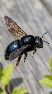 Close-up macro shot of a solitary black carpenter bee captured mid-flight against a blurred natural background