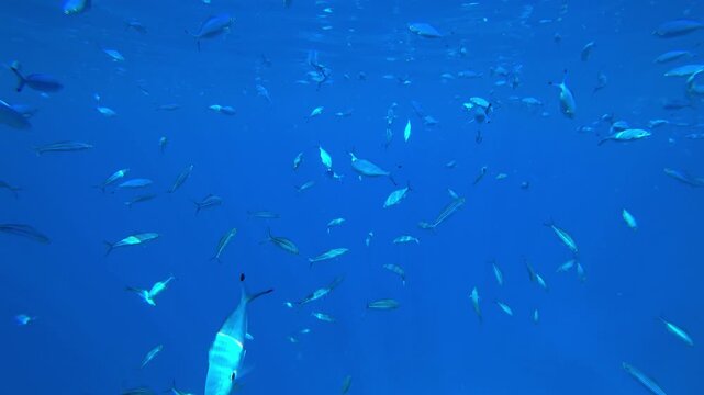 school of fish in the Red Sea