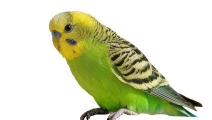 Fototapeta premium Green and yellow budgerigar bird with black markings