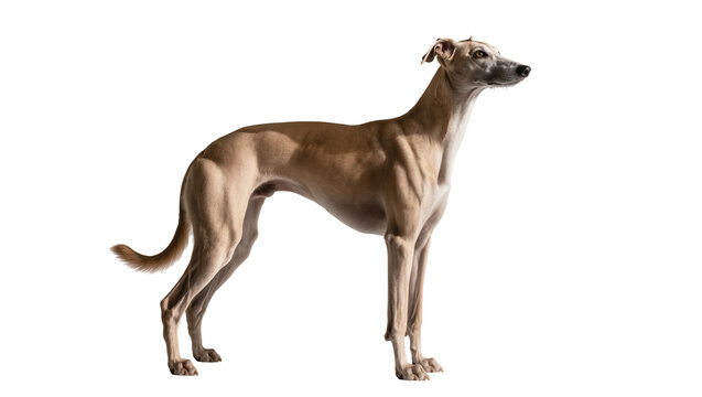 Slender fawn colored Whippet dog standing profile view