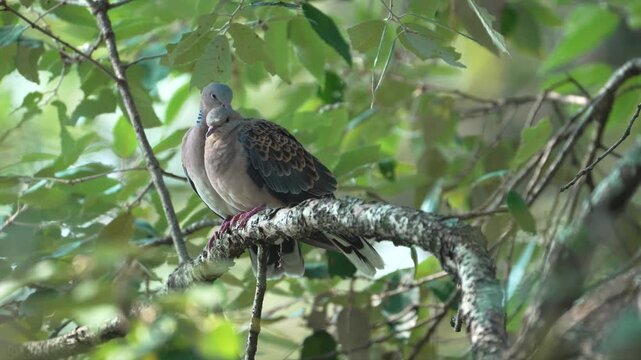 Pair of Oriental Turtle Doves Perched on Tree Branch in Forest