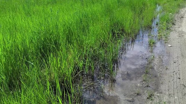 A flooded ditch runs along a rural dirt road with tall green grass. This footage captures spring wetlands and countryside infrastructure for environmental themes, garden ecosystem