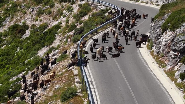 Aerial view of a large herd of goats walking along a winding mountain road and rocky slopes near the Llogara Pass, Llogara, Vlore County, Albania.