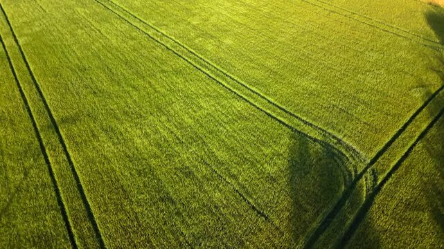 Aerial drone view of a green agricultural field in Germany during spring, showing parallel tractor lines and uniform crop texture creating clean geometric patterns across the farmland landscape