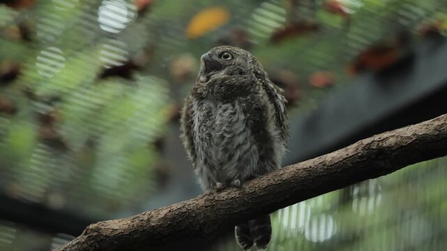 Javan Owlet Perched on Branch With Open Mouth
