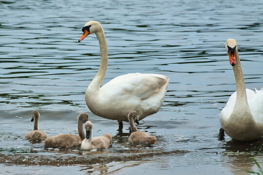 Mute Swan Family with Cygnets at the Lakeside