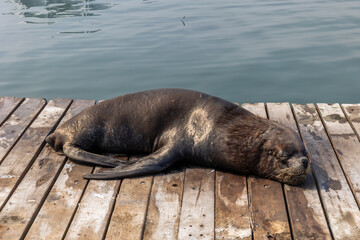 Fototapeta premium Sea lion sleeping on a wooden dock by calm harbor water
