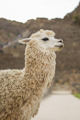 Fototapeta premium Fluffy white alpaca portrait at Inca ruins in Peru