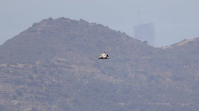 Griffon Vulture (Gyps fulvus) flying low over the hills of Cyprus landscape