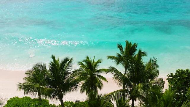 Tall palm trees stand on the edge of the white sandy beach overlooking the turquoise ocean. Seychelles, Mahe. Petite Anse.