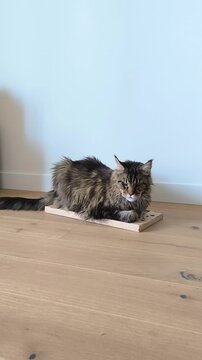 Maine Coon cat sits on a cardboard scratcher on the floor at home. The large fluffy cat settles onto its scratching post near a light blue wall. Concept of pet behavior, scratching post and