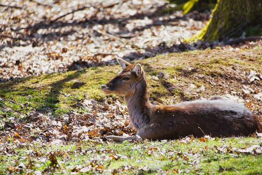 Resting fallow deer on autumn forest floor with sunlight.