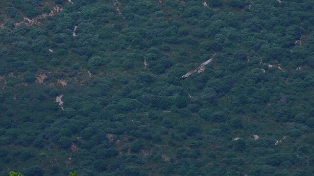 Bearded vulture in flight in the Sierra de Guara Natural Park. Huesca, Aragon, Spain, Europe