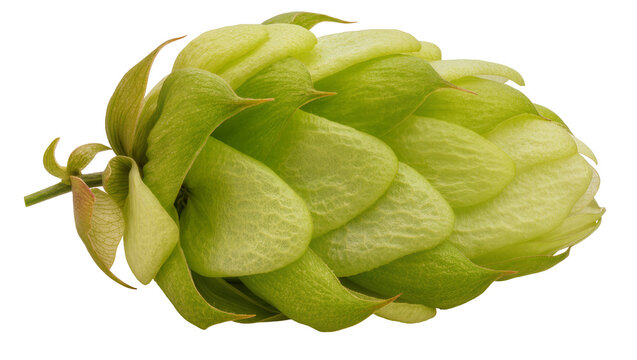 Green hop cone with delicate petals and stem