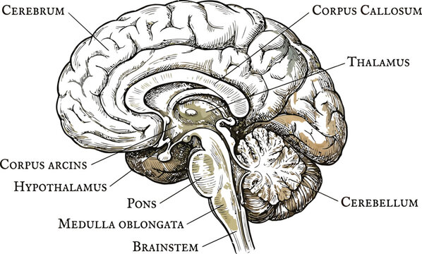 Detailed vintage medical illustration of the human brain anatomy featuring labeled parts like the cerebellum and brainstem rendered in a soft watercolor and ink style.