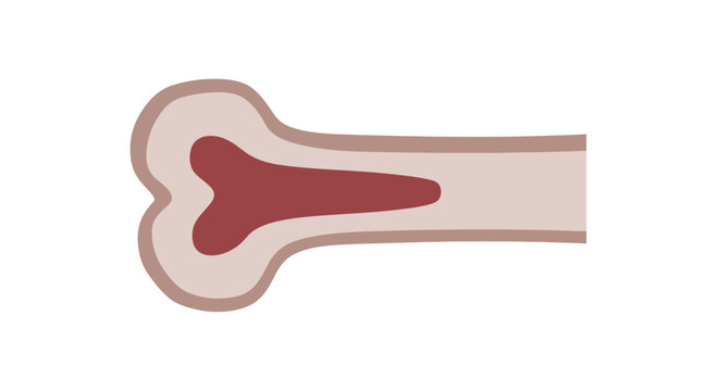 Cross Section of Bone Tissue: Compact and Spongy Bone Structure