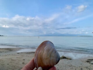 Clam seashell held by hand at Tanjung Lesung Beach, Banten, Indonesia. Close-up with sharp focus and soft ocean bokeh, evoking tranquility and coastal discovery. Ideal for travel, marine, and nature t © Arlina Elsiska