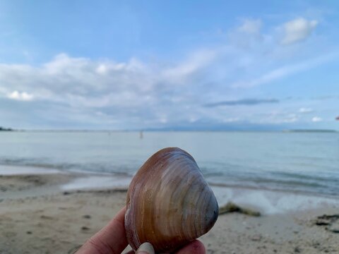 Clam seashell held by hand at Tanjung Lesung Beach, Banten, Indonesia. Close-up with sharp focus and soft ocean bokeh, evoking tranquility and coastal discovery. Ideal for travel, marine, and nature t