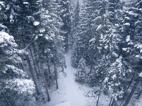 Snowy forest with a secluded path in deep winter, Himmelsgl&uuml;ck observation tower with Flying Fox, Sch&ouml;mberg, Black Forest, Germany