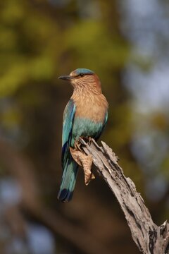 Indian roller (Coracias benghalensis) adult bird on a tree branch, Bandhavgarh, Madhya Pradesh, India