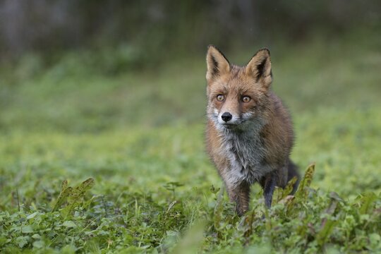 Red fox (Vulpes vulpes), on the stalk, Netherlands, North Holland, Amsterdam