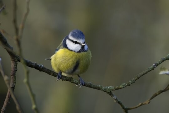 Blue tit (Cyanistes caeruleus) adult garden bird on a tree branch, England, United Kingdom